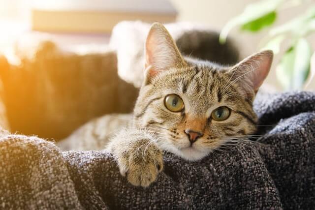 Cats